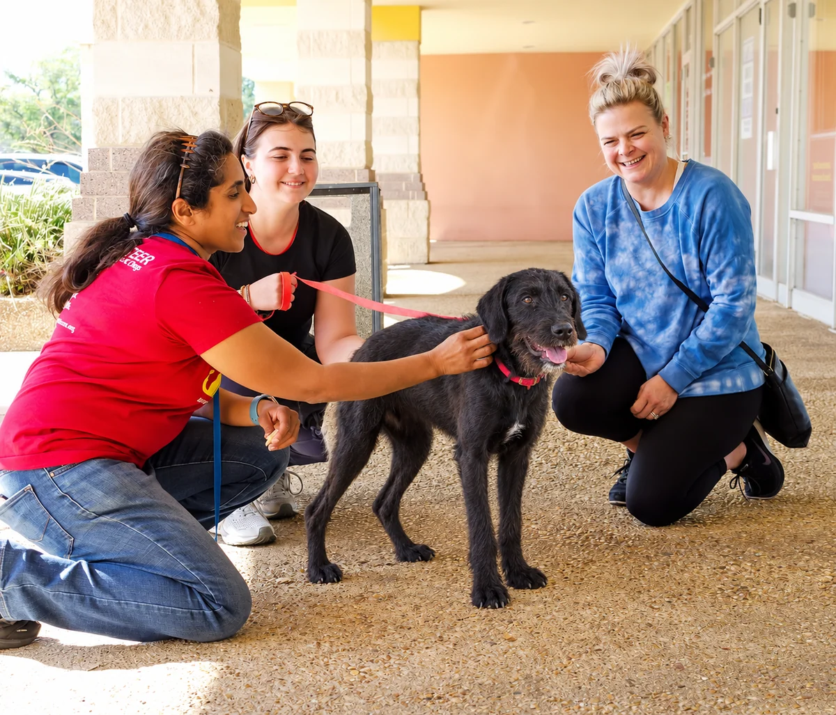 Three Shelter2Rescue volunteers spending time with Sonic at an adoption event